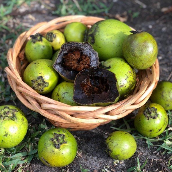 Çikolata Meyvesi (Black Sapote)Adet