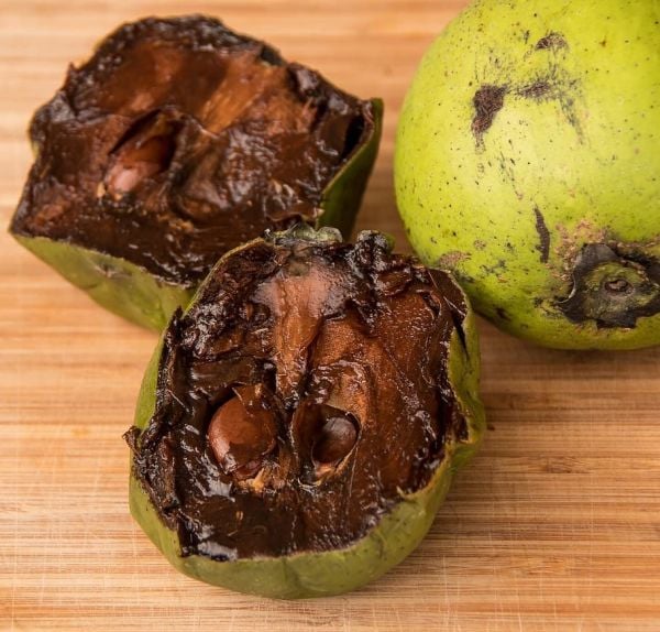 Çikolata Meyvesi (Black Sapote)Adet